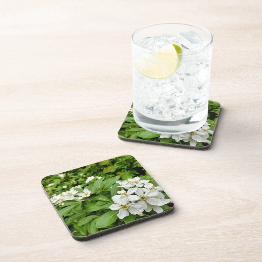 Choisya Ternata Getränkeuntersetzer (Rechte Seite)