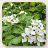 Choisya Ternata Getränkeuntersetzer (Vorderseite)