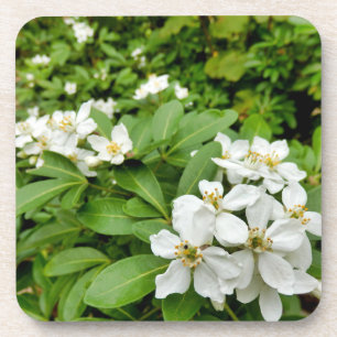 Choisya Ternata Getränkeuntersetzer