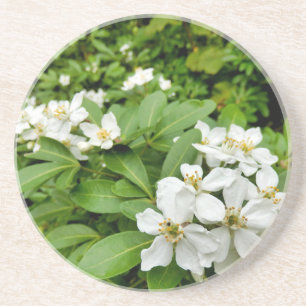 Choisya Ternata Getränkeuntersetzer