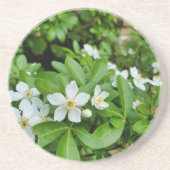 Choisya Ternata Getränkeuntersetzer (Vorne)