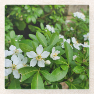 Choisya Ternata Glasuntersetzer