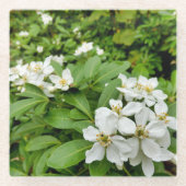 Choisya Ternata Glasuntersetzer (Vorderseite)