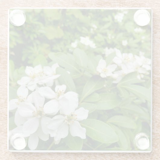 Choisya Ternata Glasuntersetzer (Rückseite)