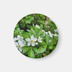 Choisya Ternata Magnet