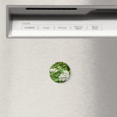 Choisya Ternata Magnet (In Situ (Geschirrspüler))