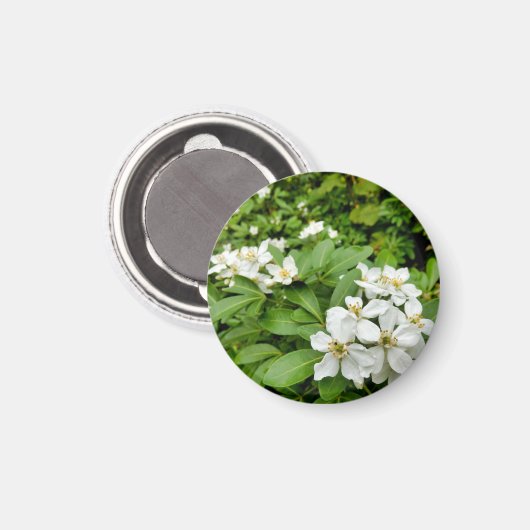 Choisya Ternata Magnet (Vorderseite/Rückseite)