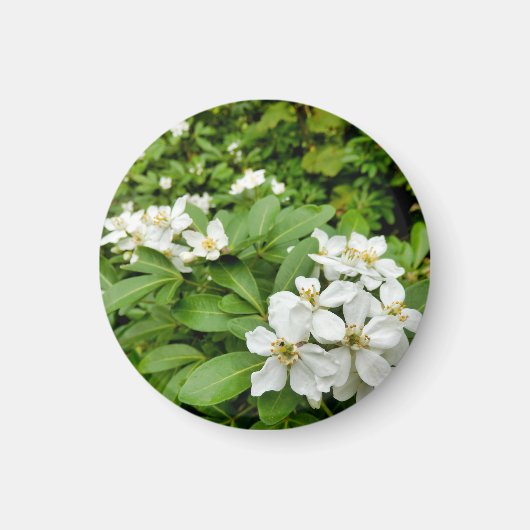 Choisya Ternata Magnet (Vorne)