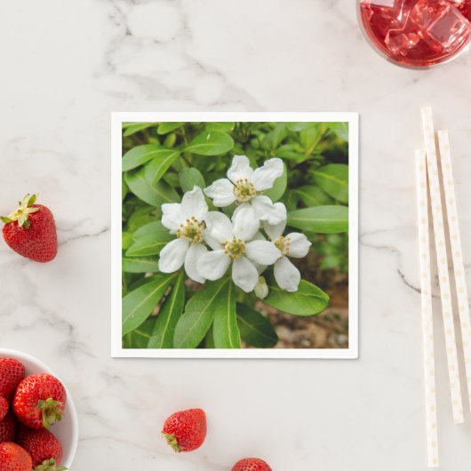 Choisya Ternata Paper Napkins Serviette (Beispiel)