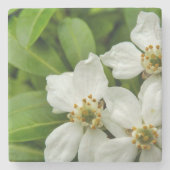 Choisya Ternata Steinuntersetzer (Vorderseite)