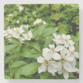 Choisya Ternata Steinuntersetzer (Vorderseite)