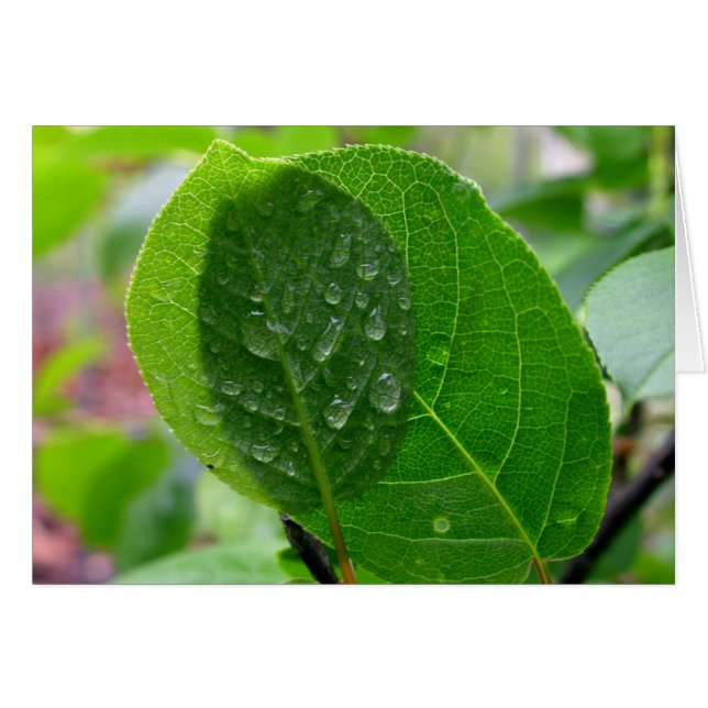 Chokecherry-Blätter im Frühjahr (Vorderseite (Horizontal))