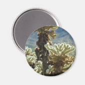 Cholla Afternoon Magnet (Vorderseite/Rückseite)