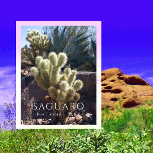 Cholla Cactus, Agave, Saguaro National Park, AZ Po Postkarte