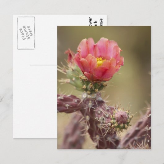 Cholla Cactus blooming Postkarte (Vorne/Hinten)
