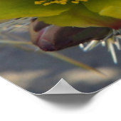 Cholla Cactus Blume Poster (Ecke)