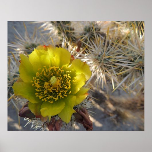 Cholla Cactus Blume Poster (Vorne)
