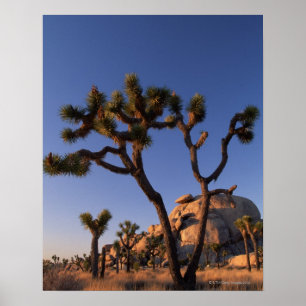 Cholla cactus Cap Rock , Joshua Tree Poster