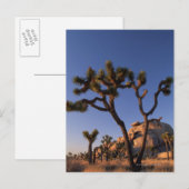 Cholla cactus Cap Rock , Joshua Tree Postkarte (Vorne/Hinten)