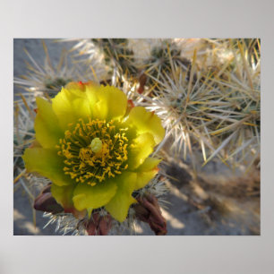 Cholla Cactus Flower Poster