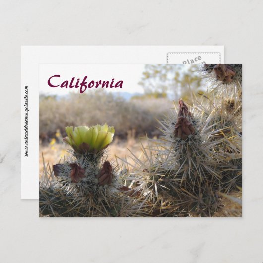 Cholla Cactus & Landscape Postkarte (Vorne/Hinten)