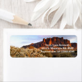 Cholla Cactus Superstition (Insitu)