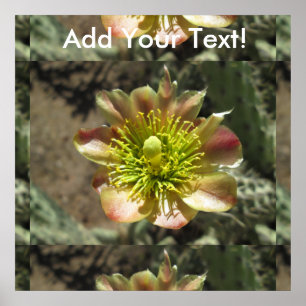 Cholla Desert Blume Bloom Poster