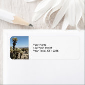 Cholla Garden - Joshua Tree (Insitu)