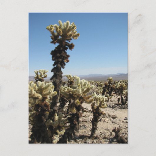 Cholla Garden - Joshua Tree Postkarte (Vorderseite)