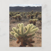 Cholla Gardens Joshua Tree Nationalpark Postkarte (Vorderseite)