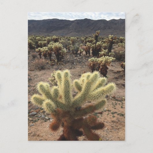 Cholla Gardens Joshua Tree Nationalpark Postkarte (Vorderseite)