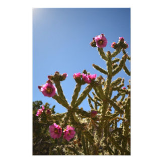 Cholla-Kaktus-Blume blühen Fotodruck