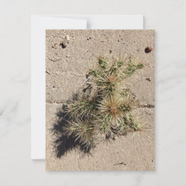 Cholla-Kaktus wächst in einem Riss im Gehweg Feiertagskarte