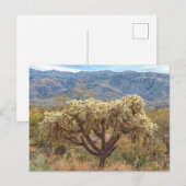 Cholla mit Ketten in der Sonoran-Wüste Postkarte (Vorne/Hinten)