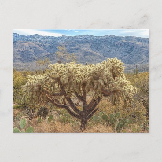 Cholla mit Ketten in der Sonoran-Wüste Postkarte (Vorderseite)