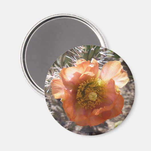 Cholla Peach Bloom Magnet (Vorderseite/Rückseite)
