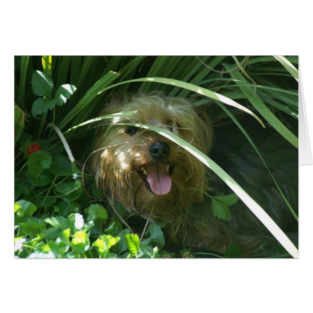 Chompers, The Earl of Puppydom (Vorderseite (Horizontal))