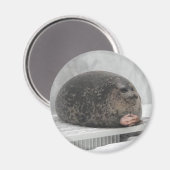 Chonky Siegel Magnet (Vorderseite/Rückseite)