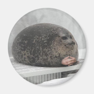 Chonky Siegel Magnet