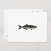 Chopper Bluefish Postkarte (Vorne/Hinten)
