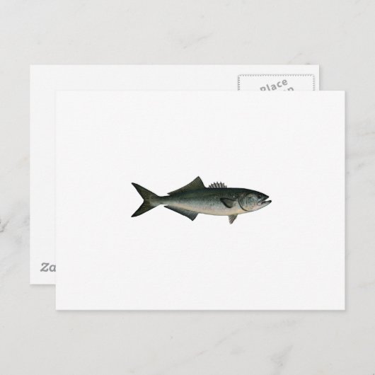 Chopper Bluefish Postkarte (Vorne/Hinten)