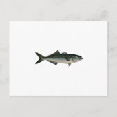 Chopper Bluefish Postkarte (Vorderseite)