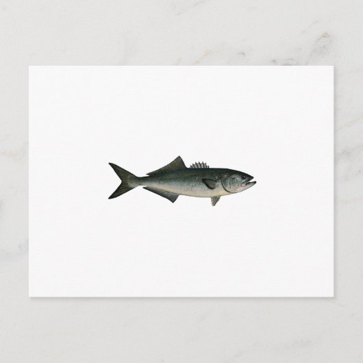 Chopper Bluefish Postkarte (Vorderseite)