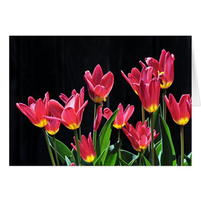 Chor der Tulpen (Vorderseite (Horizontal))
