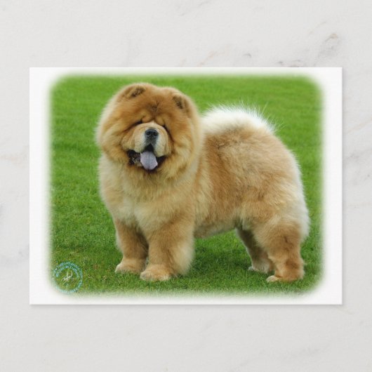 Chow Chow 9B008D-06 Postkarte (Vorderseite)