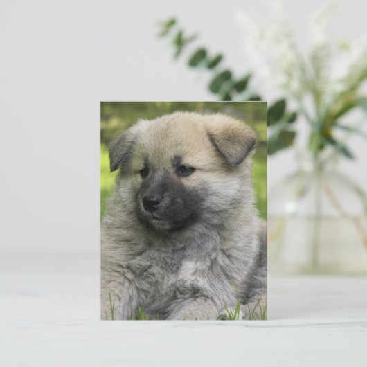 Chow Chow Chow Hund Postkarte (Stehend Vorderseite)