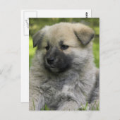 Chow Chow Chow Hund Postkarte (Vorne/Hinten)