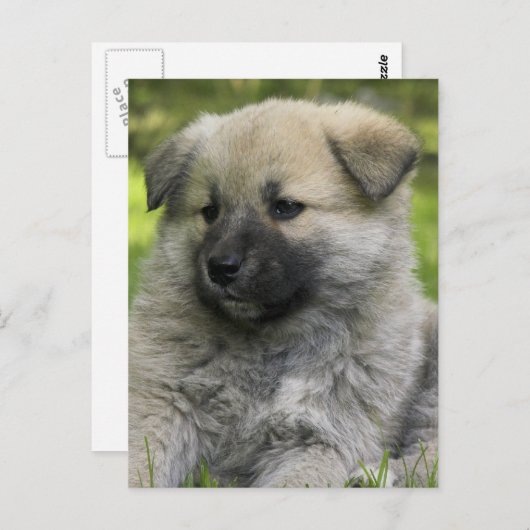 Chow Chow Chow Hund Postkarte (Vorne/Hinten)