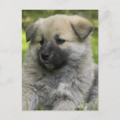 Chow Chow Chow Hund Postkarte (Vorderseite)