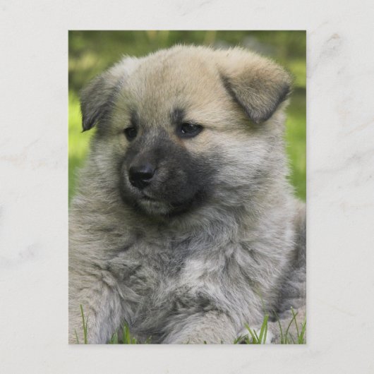 Chow Chow Chow Hund Postkarte (Vorderseite)